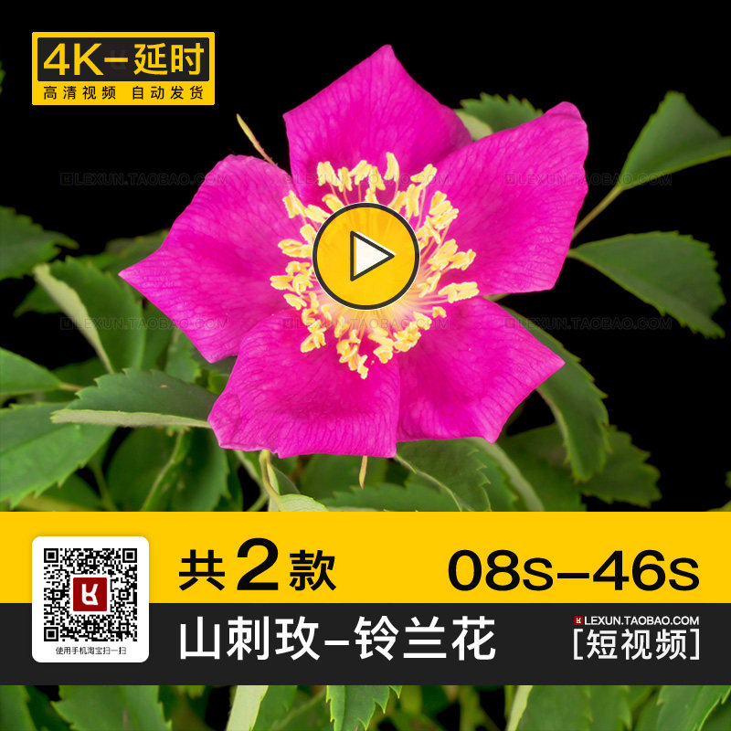 铃兰花香水花山刺玫野蔷薇花朵开花过程实拍高清4K延时短视频素材