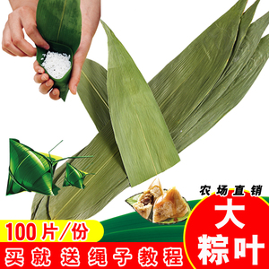 粽叶100张大粽叶烘干大粽子叶新鲜农家自然包粽子皮竹野生干粽叶