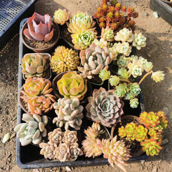 多肉植物价格 多肉植物图片 星期三