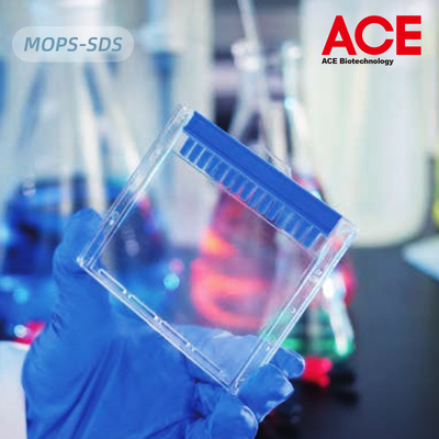 ACESDS-PAGE蛋白预制胶实验耗材