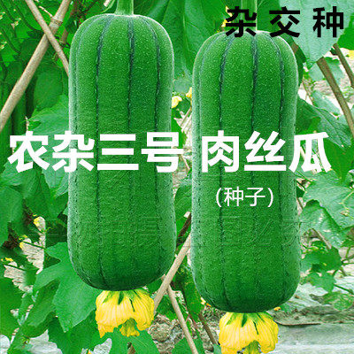 农杂三号肉丝瓜种子籽春夏秋季耐热高产四季菜瓜庭院爬藤蔬菜种孑,鲜花速递/花卉仿真/绿植园艺,家庭园艺种子,淘宝优惠券,粉丝福利购,淘宝优惠卷