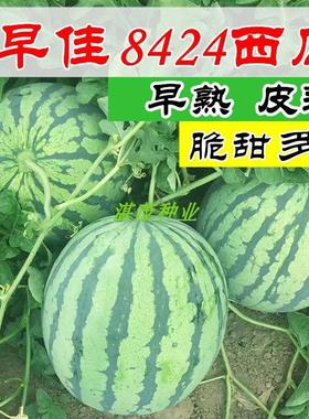 8424西瓜种子 麒麟瓜种子 高产特大巨型懒汉西瓜种子春季水果种籽