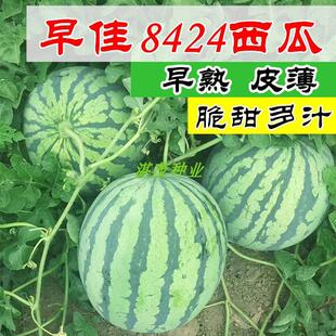 8424西瓜种子 麒麟瓜种子 高产特大巨型懒汉西瓜种子春季水果种籽