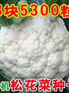 雪妃80天有机松花菜种青梗白花菜