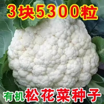 雪妃80天有机松花菜种青梗白花菜
