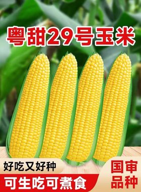 农点赞甜29号玉米种超甜高产