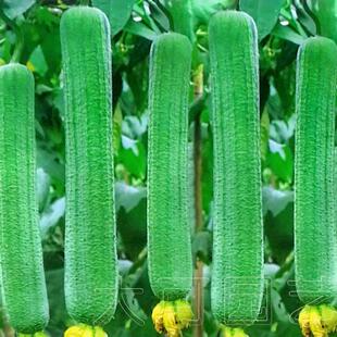 高产特大肉丝瓜种子丝瓜籽易种早熟庭院爬藤蔬菜种孑香嫩肉丝瓜种