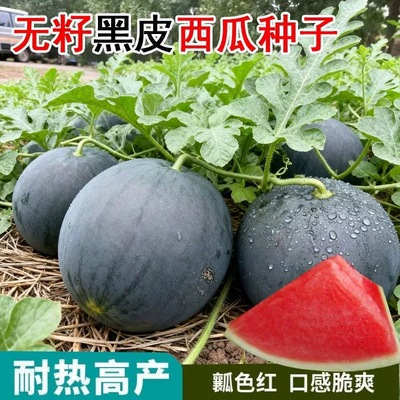 黑皮无籽西瓜种特大高产早熟薄皮
