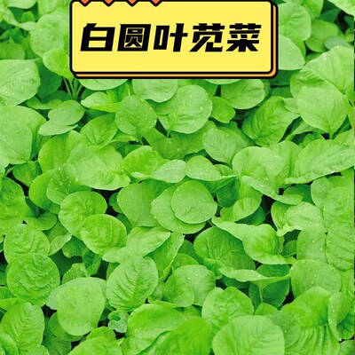 白圆叶苋菜种籽白汉菜红叶汗菜菜