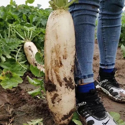 耐热耐寒18斤王大白萝卜不空心