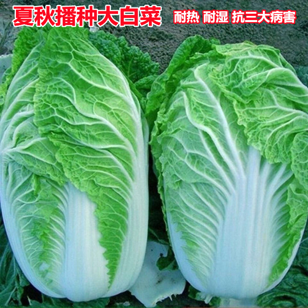 抗热大白菜种子夏季秋季耐湿耐热夏阳白50天结球白菜种籽蔬菜种子
