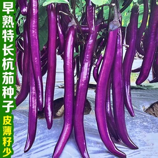 紫龙杭茄子种子紫红长茄子种籽早熟细长型线茄种农家春秋蔬菜种孑