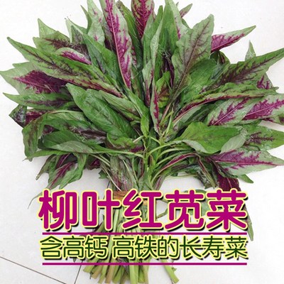 柳叶一点红红苋菜种籽种孑野菜青菜种子四季春夏季秋冬季蔬菜盆栽