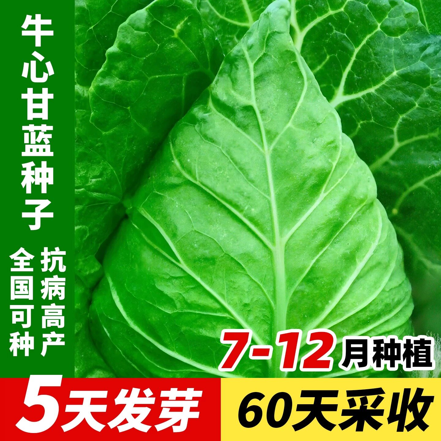 牛心甘蓝菜种子大头包菜孢子卷心菜包心菜种籽秋播耐寒甘蓝孑菜种