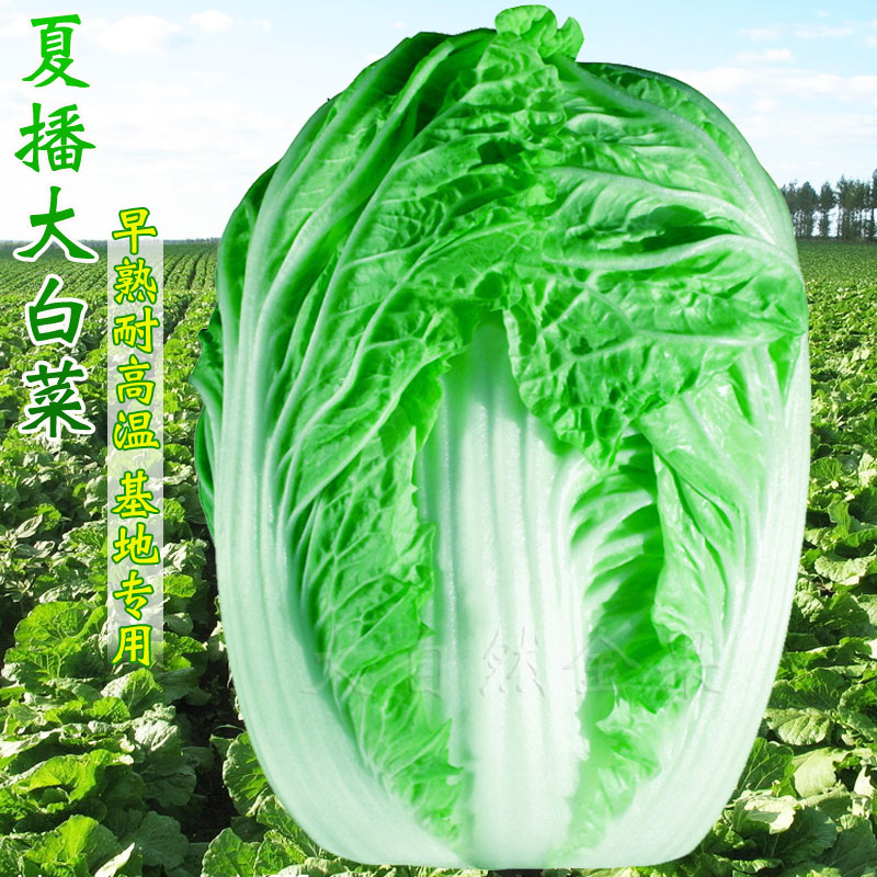 抗热50天大白菜种子耐热夏阳白菜籽结球包菜夏季秋季早熟蔬菜种孑