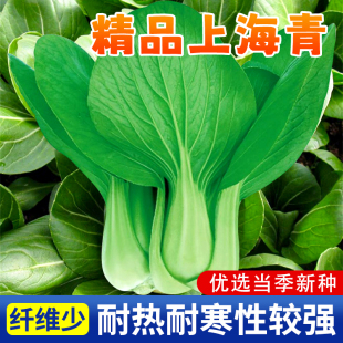 四季 正宗上海青种籽小青菜种子白菜蔬菜阳台种菜油菜菜种大全南方