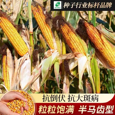 郑单958玉米种子高产抗病