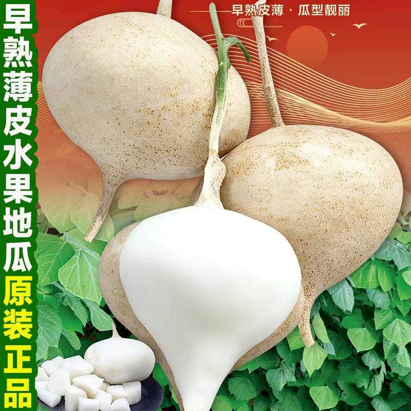 牧马山地瓜种籽早熟高产凉薯种子水果沙葛凉瓜土瓜种农家蔬菜种孑