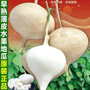 牧马山地瓜种籽早熟高产凉薯种子水果沙葛凉瓜土瓜种农家蔬菜种孑