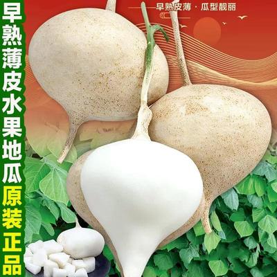 大白梨种子籽耐热高产抗病盆栽