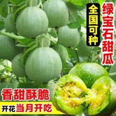 绿宝石甜瓜种子早熟薄皮超甜香瓜种籽口感脆嫩甜瓜高产田园庭院阳