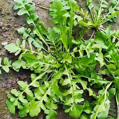 野生大叶荠菜种子耐寒高产