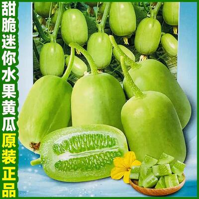 迷你观赏可食用阳台盆栽小黄瓜
