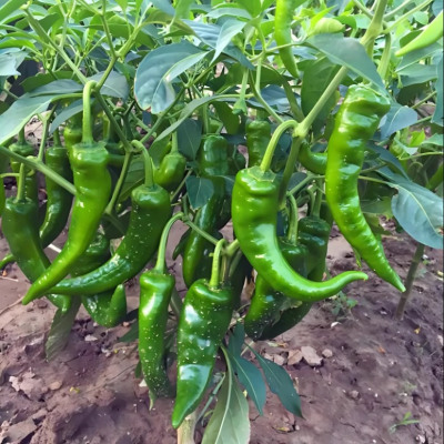 老品种土辣椒秧苗高产抗病可留种