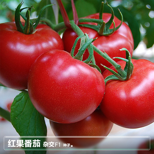 老品种矮生番茄西红柿种高产抗病