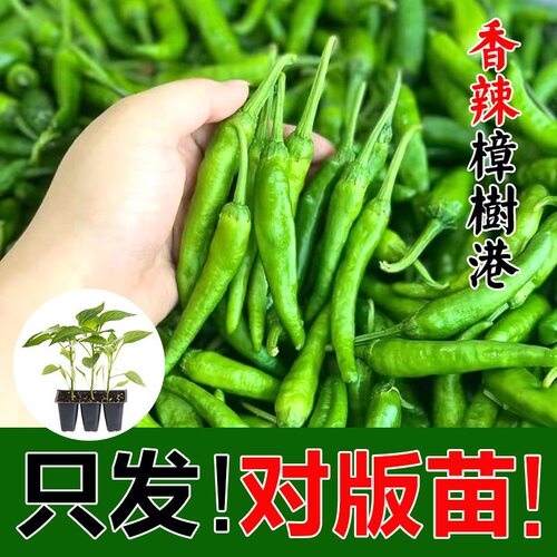 樟树港辣椒苗正宗湖南辣椒苗