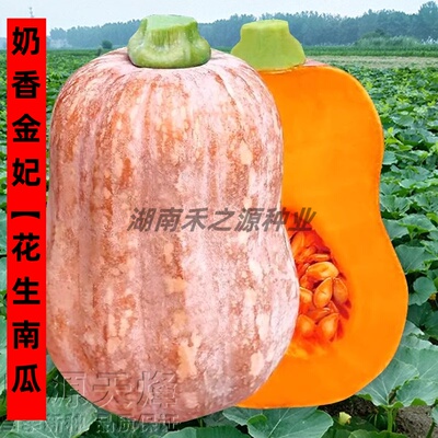 花生小南瓜种子种籽软糯香甜