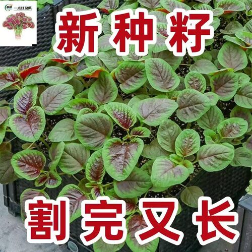 【割完又长】红苋菜种子