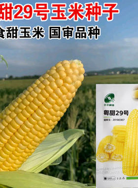 合丰春季超甜玉米种子