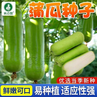 蒲瓜种籽瓠子种瓠瓜种子葫芦种子蔬菜瓠子瓜四季春季农家菜籽种孑