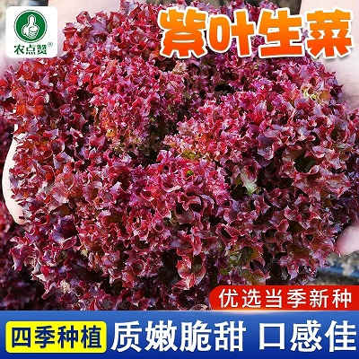 紫生菜种子种籽苗沙拉红叶紫叶紫色阳台盆栽四季蔬菜孑籽种农点赞