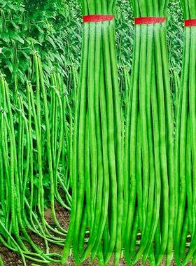 春秋绿条豇豆耐热不鼓籽摘不败绿先锋特长江豆豇豆角种籽蔬菜种子