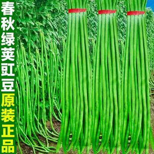 春秋绿条豇豆耐热不鼓籽摘不败绿先锋特长江豆豇豆角种籽蔬菜种子