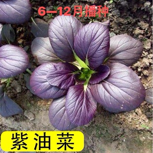 紫油菜种子紫小白菜种籽红油菜籽种青梗菜疏蔬菜种籽四季 孑 播冬季