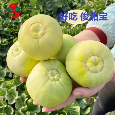 俊甜宝甜瓜种籽特大白皮香瓜