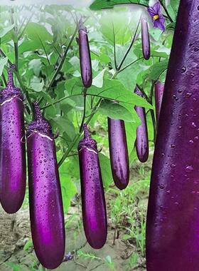 紫红长茄种子茄子种籽春秋季阳台盆栽蔬菜种孑四季农家紫色茄种子