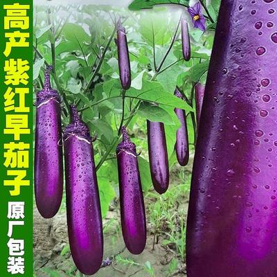早熟本地茄子种籽皮薄籽