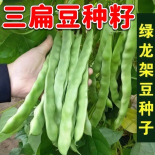 三扁架豆芸豆角种子春季播种阳台盆栽绿龙扁豆角种籽耐热豆角籽种