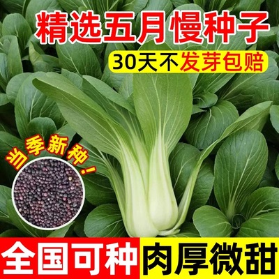 五月慢青菜种子高产抗病耐热青菜