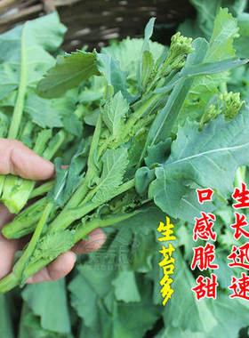 多多油菜苔种籽种子籽