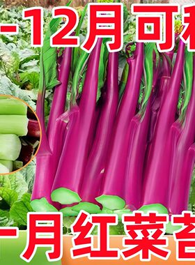 红菜苔种子菜心蔬莱农家南方种植