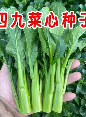 四九菜心种子甜菜心高产抗病耐寒