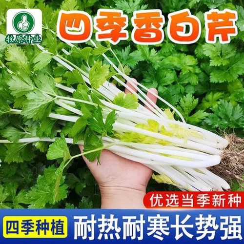 四季白芹菜本地实心小香芹菜籽种