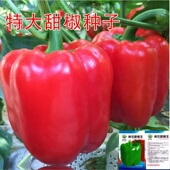 特大甜椒种子大甜椒青椒灯笼椒菜椒辣椒种子阳台春秋冬季 蔬菜种子