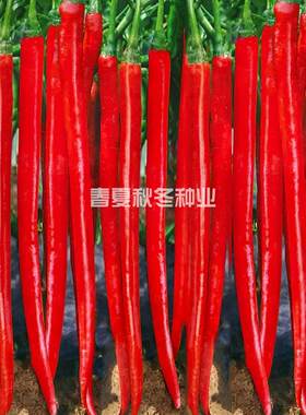 辣椒种子香辣二荆条二金条线椒