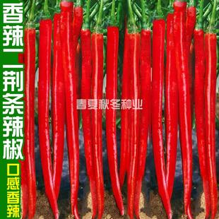 湖南二荆条辣椒种孑皮薄肉厚香辣二金条剁椒糟辣椒专用线椒种子籽